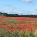 Poppy field by 365anne