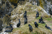 17th Jun 2019 - Cormorant Breeding and Nesting Area