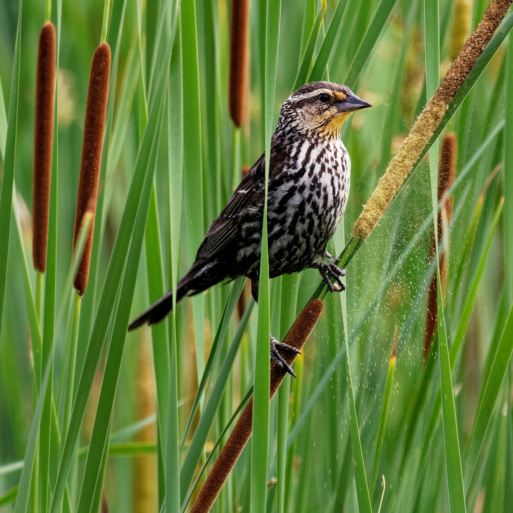 Female red-winged blackbird shaking loose some cattail seeds by rminer