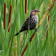 17th Jun 2019 - Female red-winged blackbird shaking loose some cattail seeds