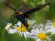 17th Jun 2019 - Virginia ctenucha moth