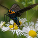Virginia ctenucha moth by rminer