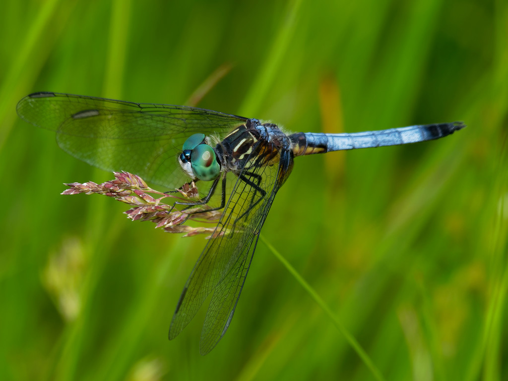 Blue dasher dragonfly by rminer