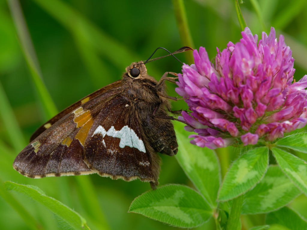 Silver-spotted skipper butterfly and clover by rminer
