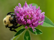 15th Jun 2019 - bumblebee and clover