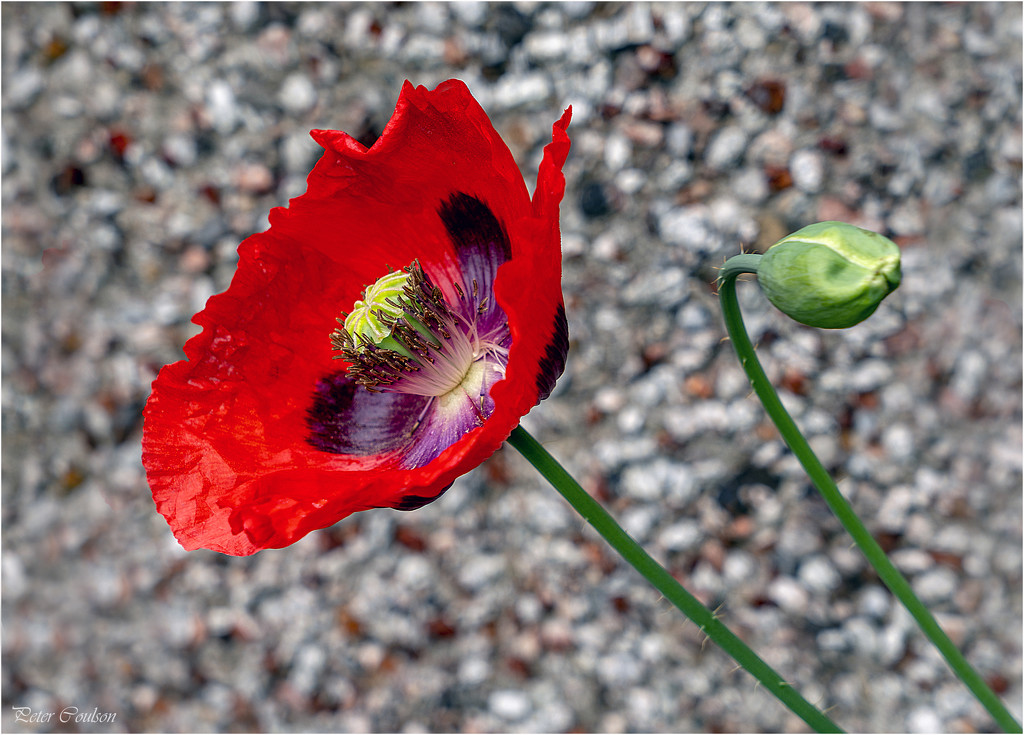 Large Poppy by pcoulson