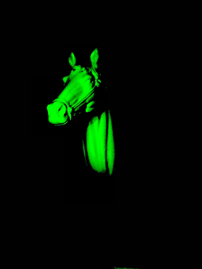 Ghost Horse by jnadonza