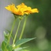 June 17: Coreopsis by daisymiller