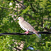 Dove on a Wire by grannysue