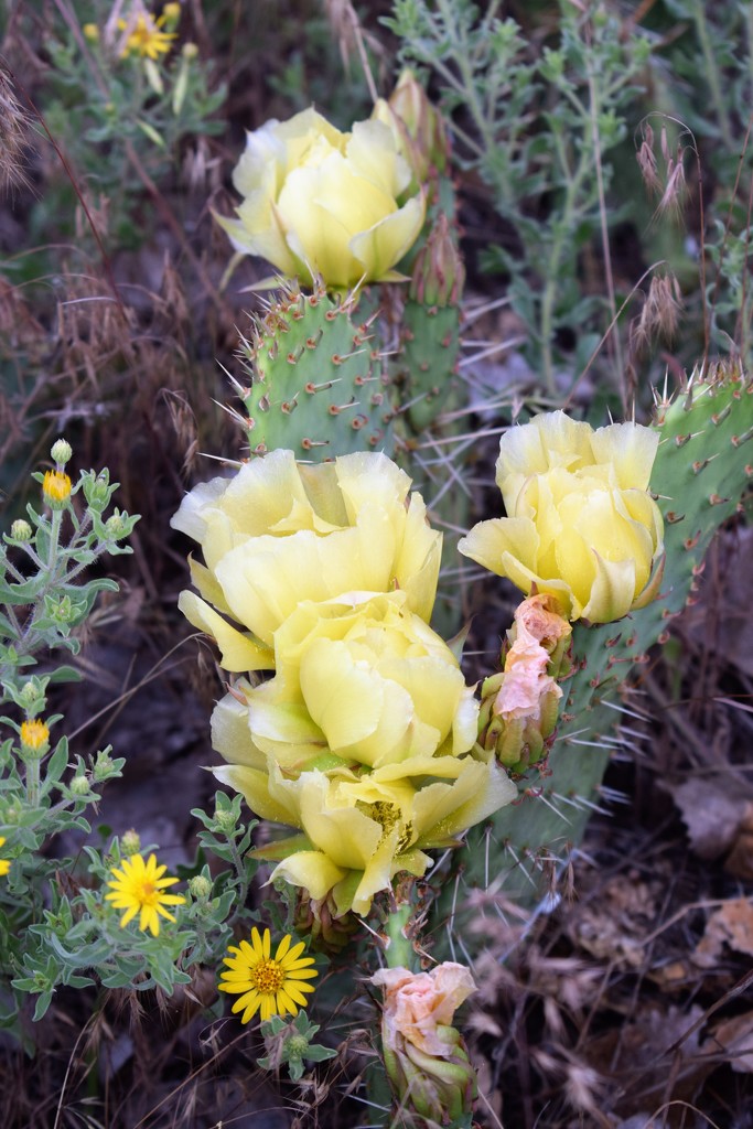 Prickly Pear blooming by sandlily