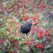 blackbird by ulla