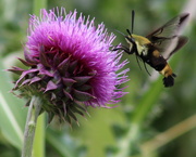 17th Jun 2019 - Hummingbird Moth