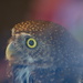Owl Origional by teriyakih