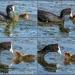 Red knobbed Coot Mama by ludwigsdiana