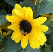 16th Jun 2019 - Sunflower and bee