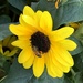 Sunflower and bee by homeschoolmom