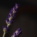 Midnight Lavender by 30pics4jackiesdiamond