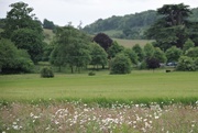 13th Jun 2019 - Daisies in the Foreground