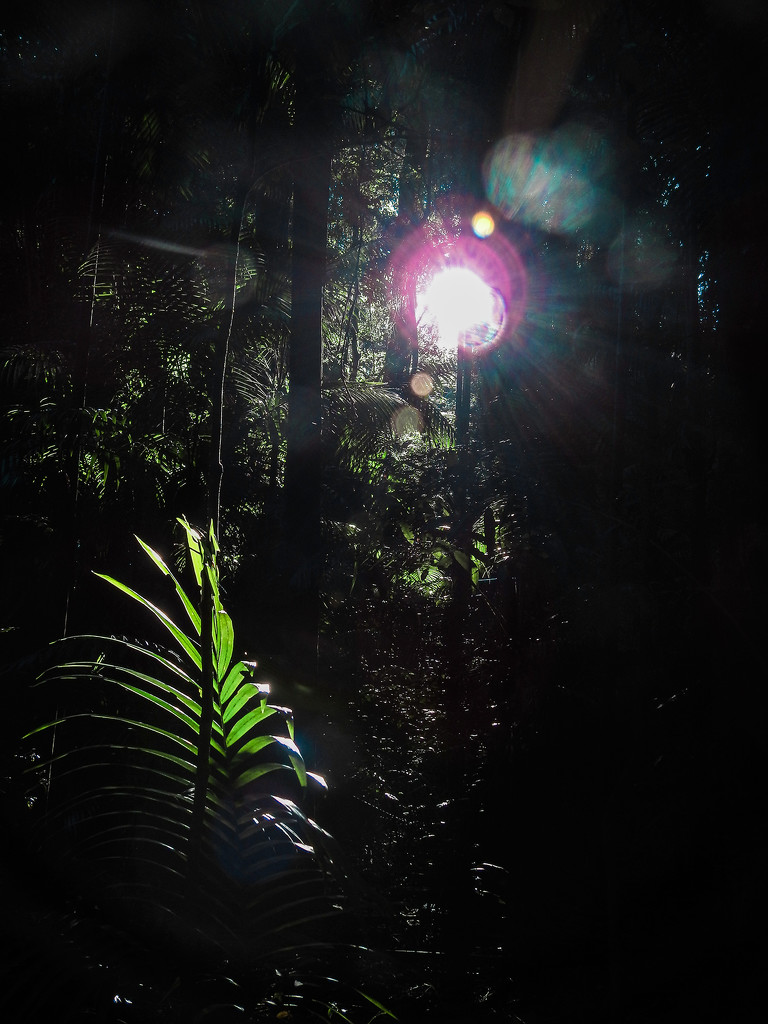 Lights in the rainforest. by jeneurell