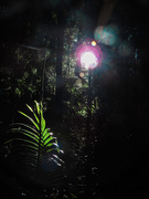 18th Jun 2019 - Lights in the rainforest.