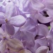 Lilac flowers by novab