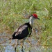  Comb crested Jacana by judithdeacon