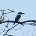 Forest Kingfisher by judithdeacon