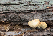 18th Jun 2019 - Fungi on a log