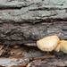 Fungi on a log by mittens