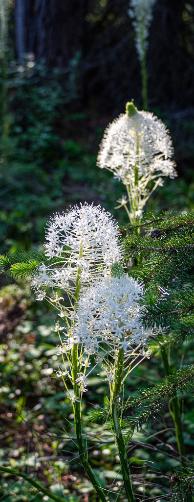 Bear Grass in the Sunlight by 365karly1