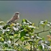 Birdie in the bush by rosiekind