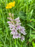 18th Jun 2019 - Common spotted orchid 