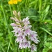 Common spotted orchid  by pamknowler