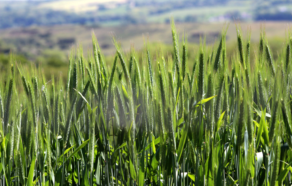 31st May Wheatfield Corfe Castle by valpetersen