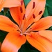 Orange Lily  by jo38