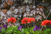 18th Jun 2019 - Geraniums Petunias Crimson Maple Tree Background