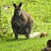  Last Wallaby Picture ........... by susiemc