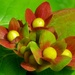 What is it? - Hypericum by fishers