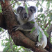 do I look good in green? by koalagardens