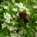 Hairy Backed Bee  by countrylassie