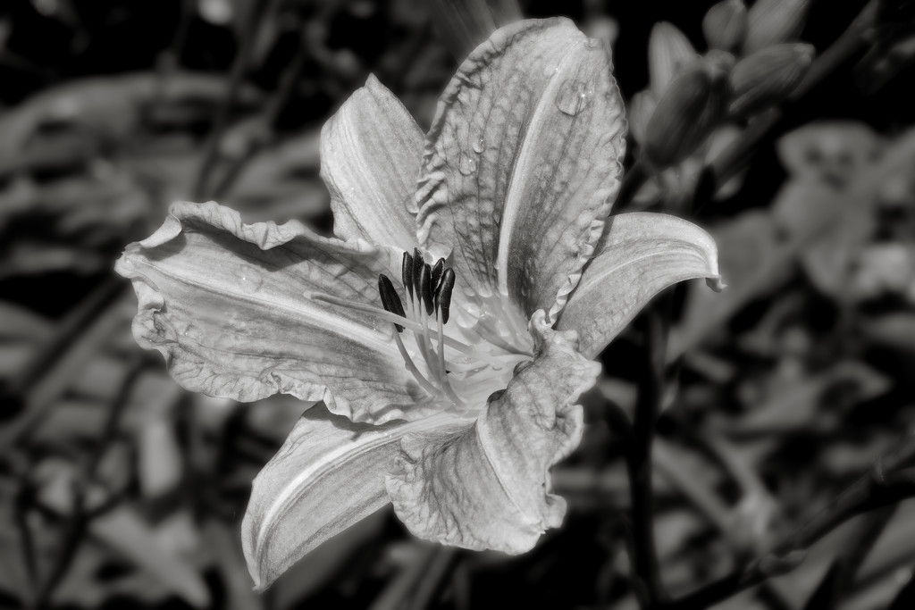 B&W Macro Challenge:  Day Lily by vignouse