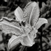 B&W Macro Challenge:  Day Lily by vignouse