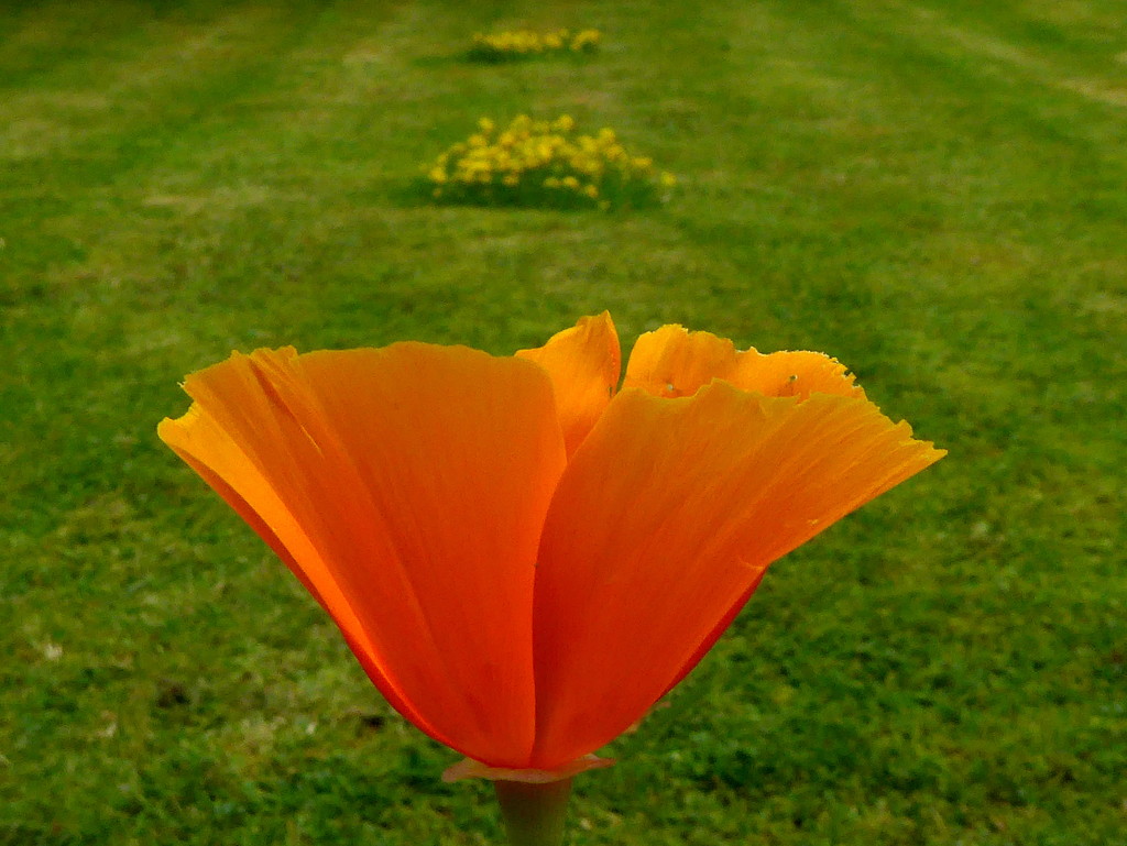 Beauty in Orange.  by gaf005