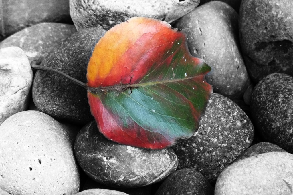 Rocking Leaf by linnypinny