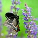 This black swallowtail butterfly likes my salvia as much as the bees do by sailingmusic