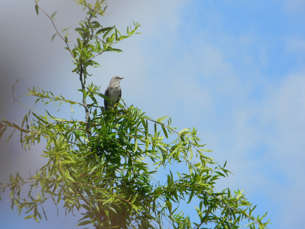 Bird Sitting in Tree  by sfeldphotos