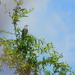 Bird Sitting in Tree  by sfeldphotos