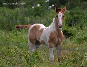 18th Jun 2019 - Tall and Proud Two Week Old Foal 