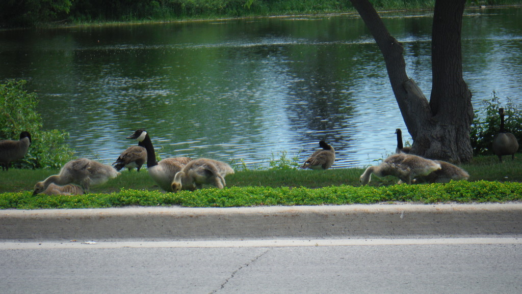 Young Geese by spanishliz