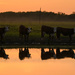 Cow Silhouette Quartet by kareenking
